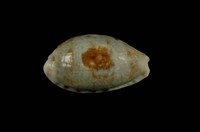 藏品(黑痣寶螺)的圖片